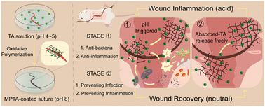 Graphical abstract: Hybrid suture coating for dual-staged control over antibacterial actions to match well wound healing progression