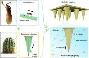 Graphical abstract: Sustainable scale resistance on a bioinspired synergistic microspine coating with a collectible liquid barrier