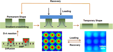 Graphical abstract: Photo-induced spatial gradient network for shape memory polymer with pattern-memorizing surface