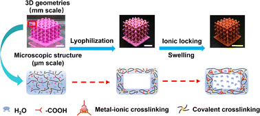 Graphical abstract: DLP 3D printed hydrogels with hierarchical structures post-programmed by lyophilization and ionic locking