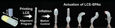 Graphical abstract: 3D printing programmable liquid crystal elastomer soft pneumatic actuators