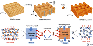 Graphical abstract: Passive climate regulation with transpiring wood for buildings with increased energy efficiency