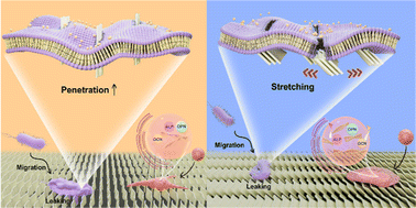 Graphical abstract: Tuning the arrangement of lamellar nanostructures: achieving the dual function of physically killing bacteria and promoting osteogenesis