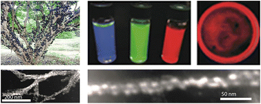 Graphical abstract: Full-colour Jabuticaba-like nanostructures via the multiplex and orthogonal self-assembly of protein-conjugated quantum dots with engineered biofilms