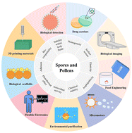 Graphical abstract: Extraordinary microcarriers derived from spores and pollens