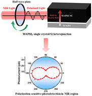 Graphical abstract: Near-infrared polarization-sensitive photodetection via interfacial symmetry engineering of an Si/MAPbI3 heterostructural single crystal