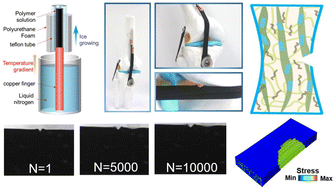 Graphical abstract: Tough hydrogel with high water content and ordered fibrous structures as an artificial human ligament