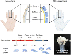 Graphical abstract: Human hand-inspired all-hydrogel gripper with a high load capacity formed by the split-brushing adhesion of diverse hydrogels