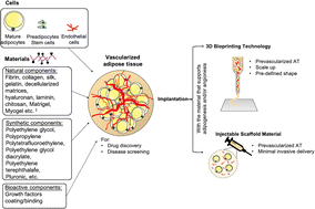 Graphical abstract: Biofabrication of vascularized adipose tissues and their biomedical applications
