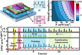 Graphical abstract: Vertical 0.6 V sub-10 nm oxide-homojunction transistor gated by a silk fibroin/sodium alginate crosslinking hydrogel for pain-sensitization enhancement emulation