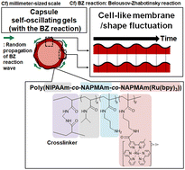 Graphical abstract: Capsule self-oscillating gels showing cell-like nonthermal membrane/shape fluctuations