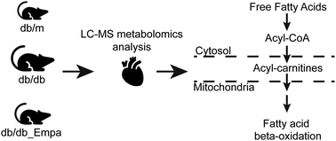 Graphical abstract: Metabolomics study reveals the alteration of fatty acid oxidation in the hearts of diabetic mice by empagliflozin