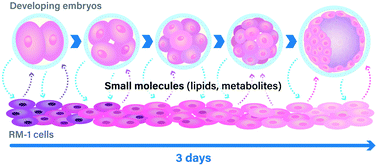 Graphical abstract: Changes in lipid profile and SOX-2 expression in RM-1 cells after co-culture with preimplantation embryos or with deproteinated blastocyst extracts