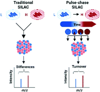 Graphical abstract: Advances in stable isotope labeling: dynamic labeling for spatial and temporal proteomic analysis