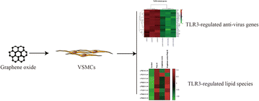 Graphical abstract: Graphene oxide links alterations of anti-viral signaling pathways with lipid metabolism via suppressing TLR3 in vascular smooth muscle cells