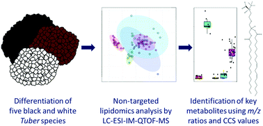 Graphical abstract: Food authentication: truffle species classification by non-targeted lipidomics analyses using mass spectrometry assisted by ion mobility separation