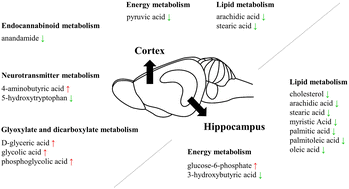 Graphical abstract: Metabolic responses in the cortex and hippocampus induced by Il-15rα mutation