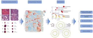 Graphical abstract: Exploring the mechanism of Shendi Bushen capsule in anti-renal fibrosis using metabolomics theory and network analysis