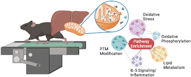 Graphical abstract: Acute exercise dynamically modulates the hepatic mitochondrial proteome