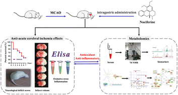 Graphical abstract: Nuciferine attenuates acute ischemic stroke in a rat model: a metabolomic approach for the mechanistic study