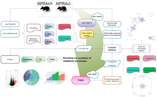 Graphical abstract: The landscape of N6-methyladenosine modification patterns and altered transcript profiles in the cardiac-specific deletion of natriuretic peptide receptor A