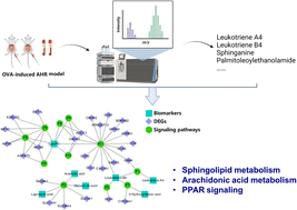 Graphical abstract: LC-MS-based metabolomics reveals the in vivo effect of Shegan Mahuang Decoction in an OVA-induced rat model of airway hyperresponsiveness