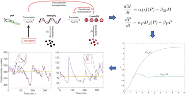 Graphical abstract: Differential roles of transcriptional and translational negative autoregulations in protein dynamics