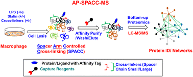 Graphical abstract: Lipopolysaccharide and statin-mediated immune-responsive protein networks revealed in macrophages through affinity purification spacer-arm controlled cross-linking (AP-SPACC) proteomics