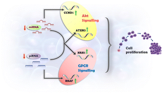 Graphical abstract: Integrative analysis of small non-coding RNAs predicts a piRNA/miRNA-CCND1/BRAF/HRH1/ATXN3 regulatory circuit that drives oncogenesis in glioblastoma