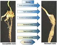 Graphical abstract: Early-stage responses to Plasmodiophora brassicae at the transcriptome and metabolome levels in clubroot resistant and susceptible oilseed Brassica napus