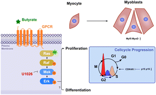 Graphical abstract: Butyrate promotes C2C12 myoblast proliferation by activating ERK/MAPK pathway