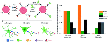 Graphical abstract: Targeting cell surface glycans with lectin-coated fluorescent nanodiamonds