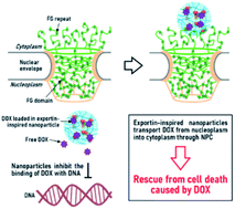 Graphical abstract: Exportin-inspired artificial cell nuclear-exporting nanosystems
