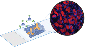 Graphical abstract: Carbon dot-based fluorescent antibody nanoprobes as brain tumour glioblastoma diagnostics