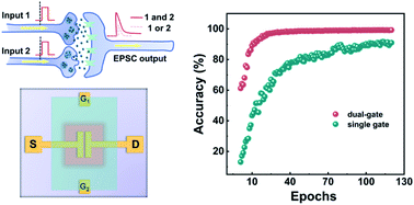 Graphical abstract: A flexible dual-gate hetero-synaptic transistor for spatiotemporal information processing