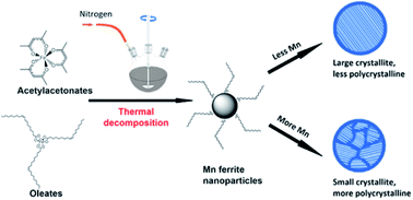 Graphical abstract: Effect of manganese substitution of ferrite nanoparticles on particle grain structure