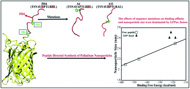 Graphical abstract: Developing a rational approach to designing recombinant proteins for peptide-directed nanoparticle synthesis