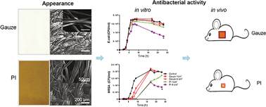 Graphical abstract: Molecular mechanisms of the antibacterial activity of polyimide fibers in a skin-wound model with Gram-positive and Gram-negative bacterial infection in vivo