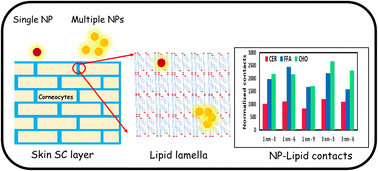 Graphical abstract: Elucidating collective translocation of nanoparticles across the skin lipid matrix: a molecular dynamics study