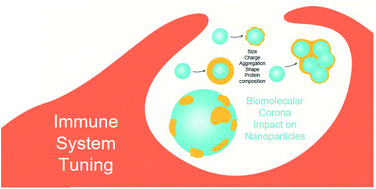 Graphical abstract: Tuning the immune system by nanoparticle–biomolecular corona