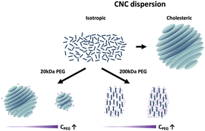 Graphical abstract: Polymer induced liquid crystal phase behavior of cellulose nanocrystal dispersions