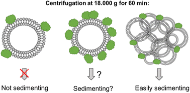 Graphical abstract: Comment on “Optimal centrifugal isolating of liposome–protein complexes from human plasma” by L. Digiacomo, F. Giulimondi, A. L. Capriotti, S. Piovesana, C. M. Montone, R. Z. Chiozzi, A. Laganá, M. Mahmoudi, D. Pozzi and G. Caracciolo, Nanoscale Adv., 2021, 3, 3824