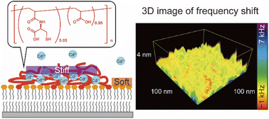 Graphical abstract: Ion-specific nanoscale compaction of cysteine-modified poly(acrylic acid) brushes revealed by 3D scanning force microscopy with frequency modulation detection