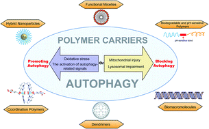Graphical abstract: Effects of polymer carriers on the occurrence and development of autophagy in drug delivery