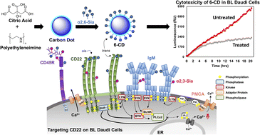 Graphical abstract: Sugar-decorated carbon dots: a novel tool for targeting immunomodulatory receptors