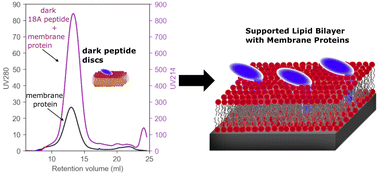 Graphical abstract: Dark peptide discs for the investigation of membrane proteins in supported lipid bilayers: the case of synaptobrevin 2 (VAMP2)
