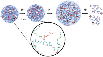 Graphical abstract: Controlling the pH-response of branched copolymer nanoprecipitates synthesised by transfer-dominated branching radical telomerisation (TBRT) through telogen chemistry and spatial distribution of tertiary amine functionality