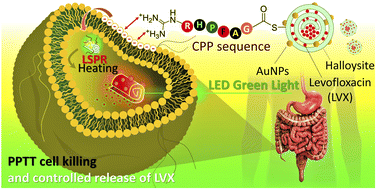 Graphical abstract: Synergies in antimicrobial treatment by a levofloxacin-loaded halloysite and gold nanoparticles with a conjugation to a cell-penetrating peptide