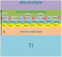 Graphical abstract: A phosphoric anion layer inhibits electronic current generation and nanotube growth during anodization of titanium