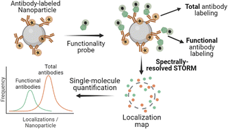 Graphical abstract: Mapping the relationship between total and functional antibodies conjugated to nanoparticles with spectrally-resolved direct stochastic optical reconstruction microscopy (SR-dSTORM)